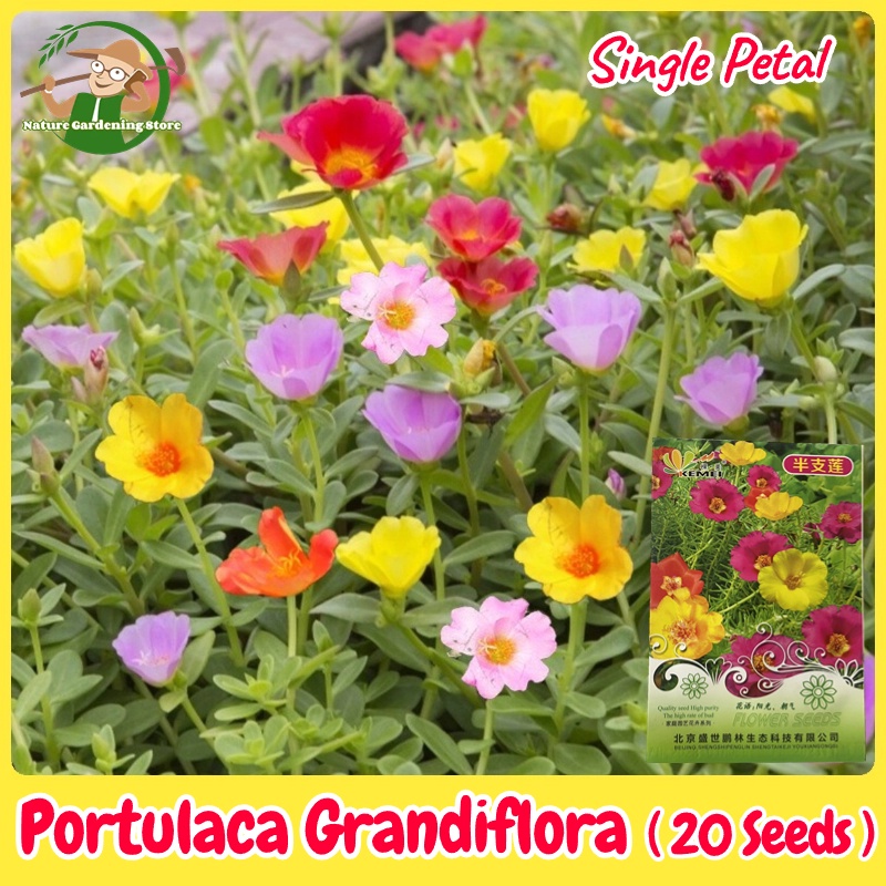 rare-single-petal-portulaca-seeds-for-planting-mixed-color-20-seed