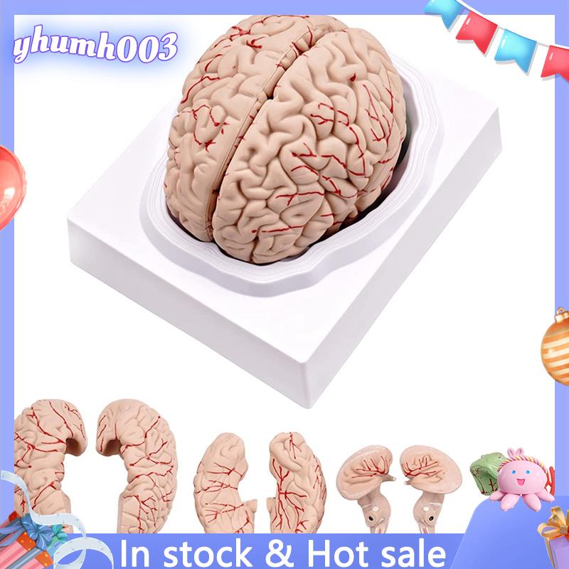 Human Brain,Life Size Human Brain Anatomy Model with Display Base, for ...