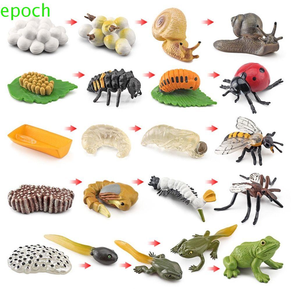 EPOCH Animal Life Cycle Children Toys Science Toy Biology Children