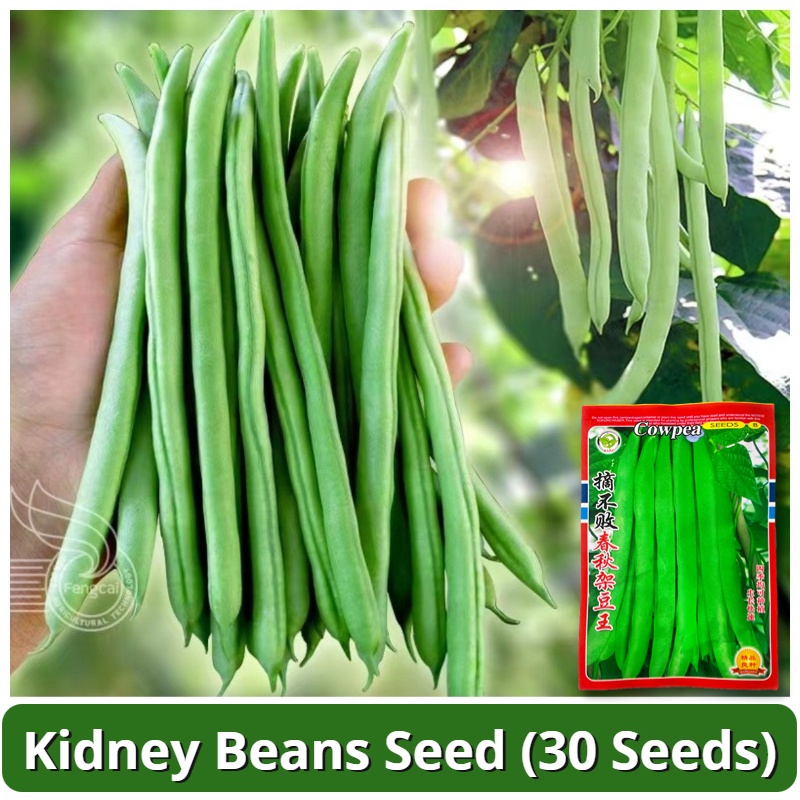 High Yield Green Kidney Beans Seeds (30 Seed) F1 Hybrid Green Beans