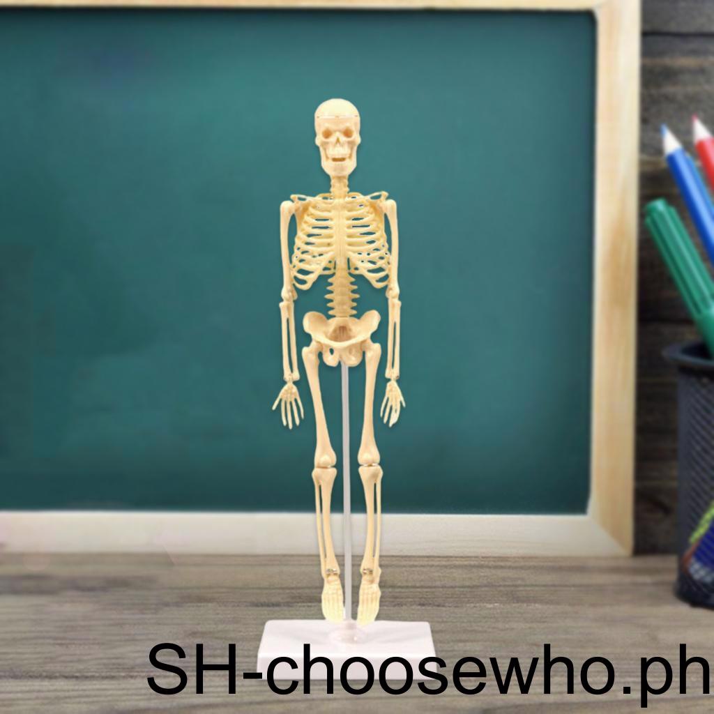 【Choo】 Educational Human Anatomical Anatomy Skeleton Model Display ...