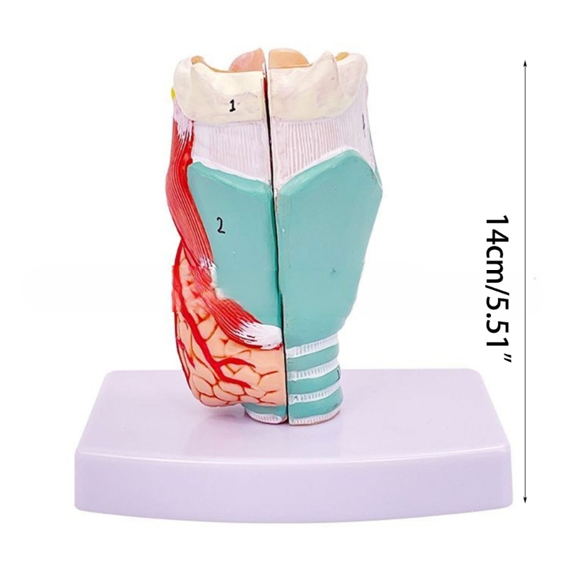 love* Human Larynx Anatomical Model for Study Display Teaching Prop ...