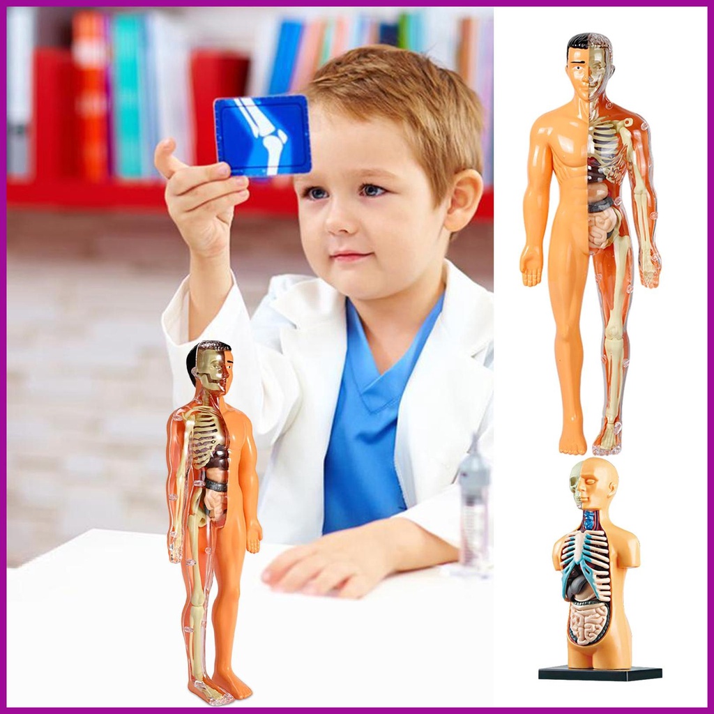 Body Torso Model DIY Anatomy Skeleton Toy For Kids Kids Montessori