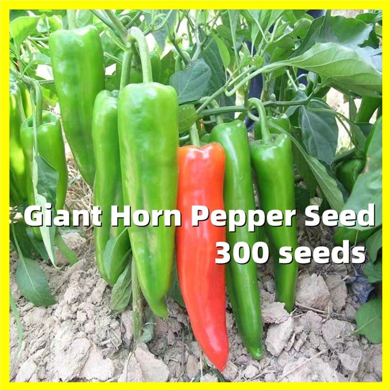 High Quality Giant Horn Pepper 300 Seeds Heirloom Pepper Seeds Self ...