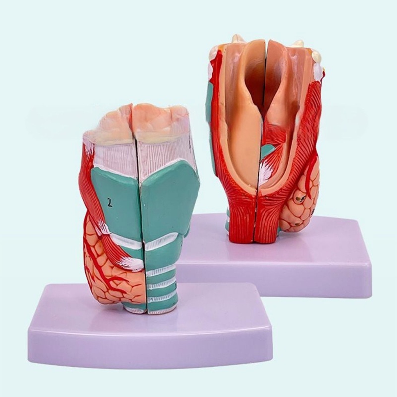 RAN Human Larynx Anatomical Model for Study Display Teaching Prop ...