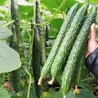 Organic Long Cucumber 30 Seeds for Planting High Yield Green Cucumber ...