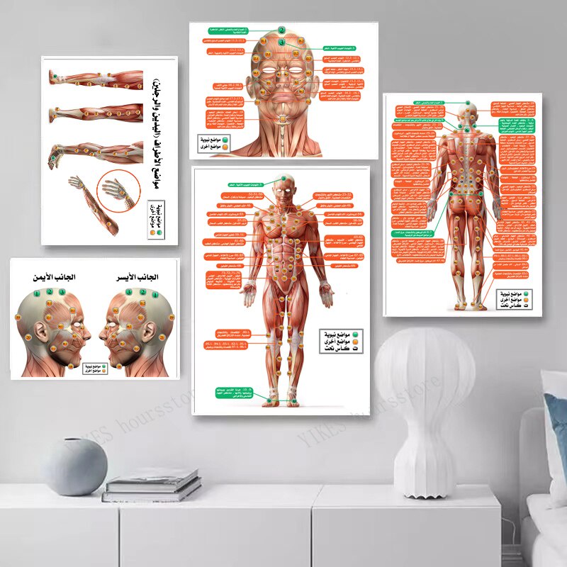 Educational Human Anatomy Muscle System Wall Poster, Hospital Wall Art ...