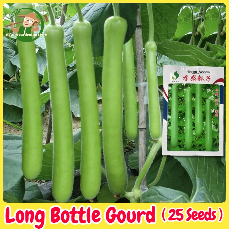 Long Bottle Gourd Upo 25 Seed for Planting High Yield Upo Seeds Hybrid ...