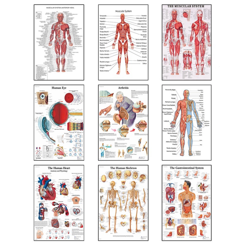 Human Anatomy Muscle System Art Canvas Painting, Body Art Picture and ...