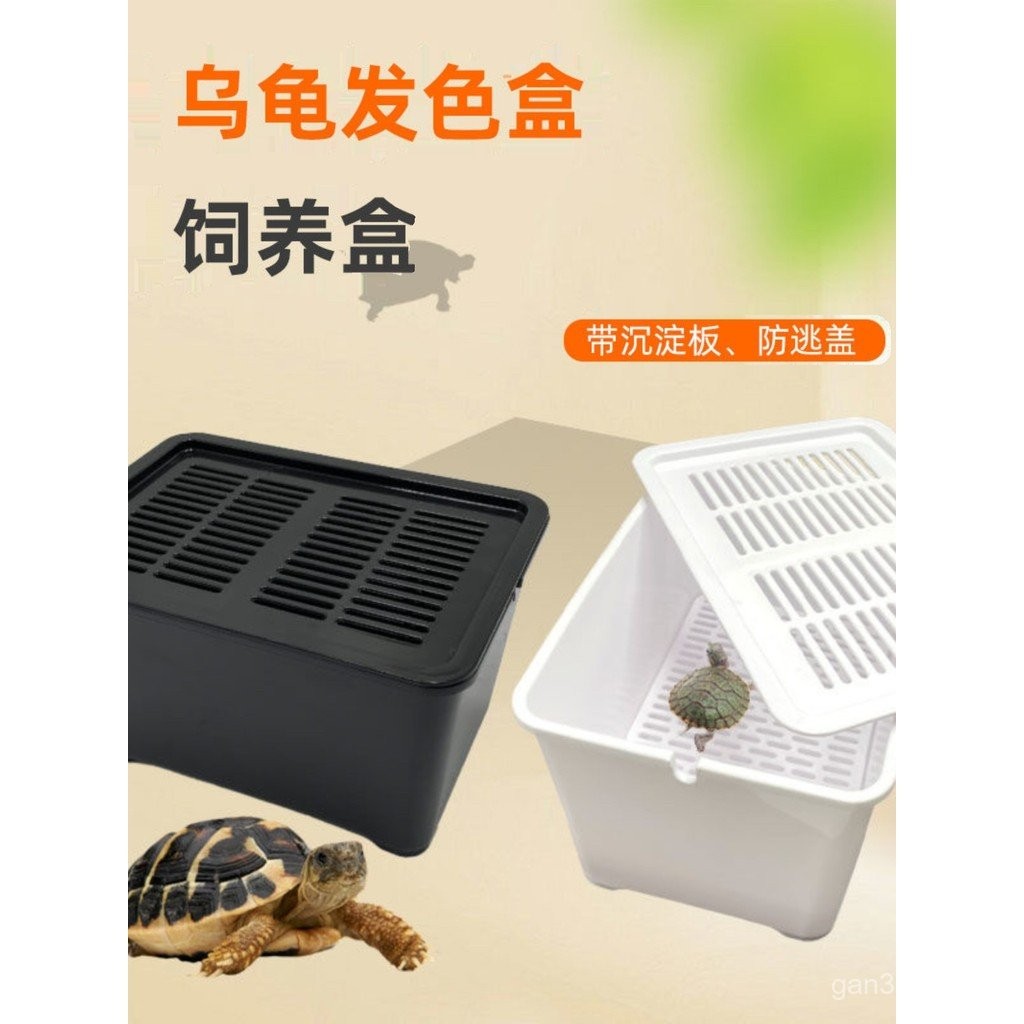 Turtle Black and White Isolation Turtle Hatchlings Live Color ...