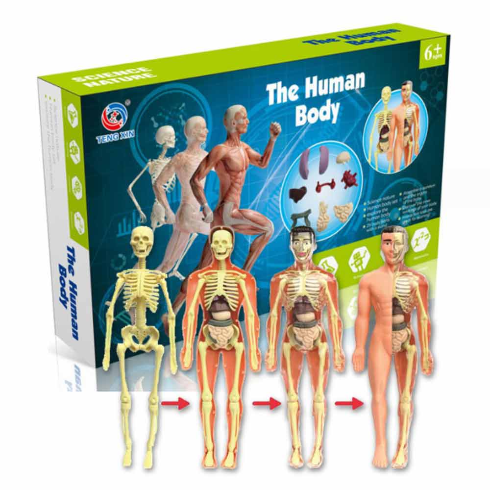Mini 3D Miniature Human Body Model Anatomy Display Organ Assembly Human