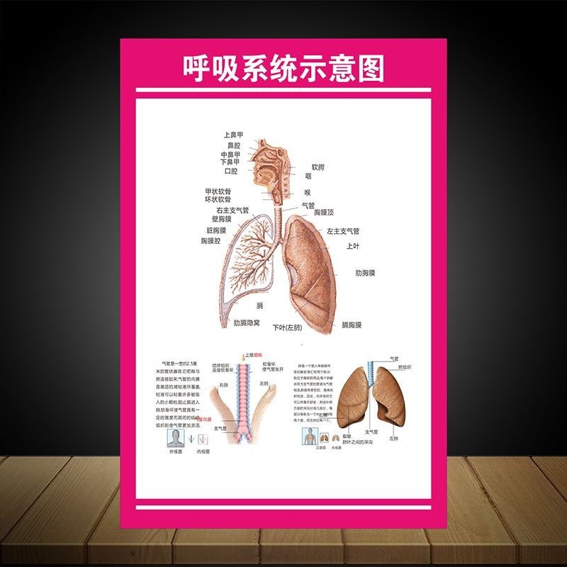 4/9 Hospital Department Wall Chart Respiratory System Heart System ...