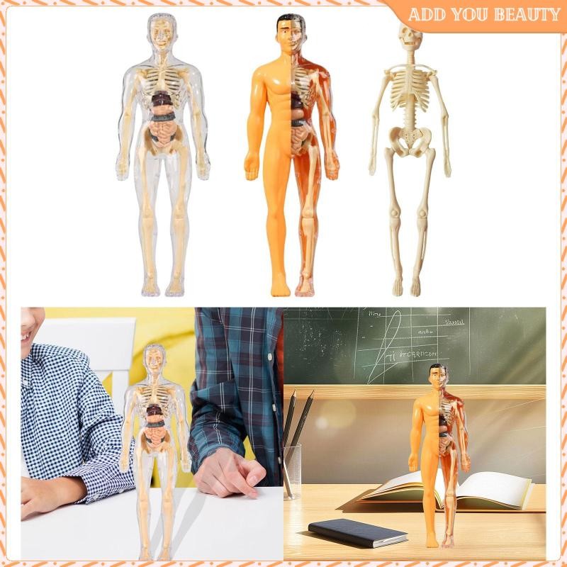 [Wishshopeefhx] Learning Prop Human Body Model Science Kits Interactive ...
