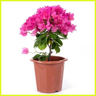 ♞#Plant potted【Delivery with Flowers】Double Lobe Bougainvillea Delivery ...