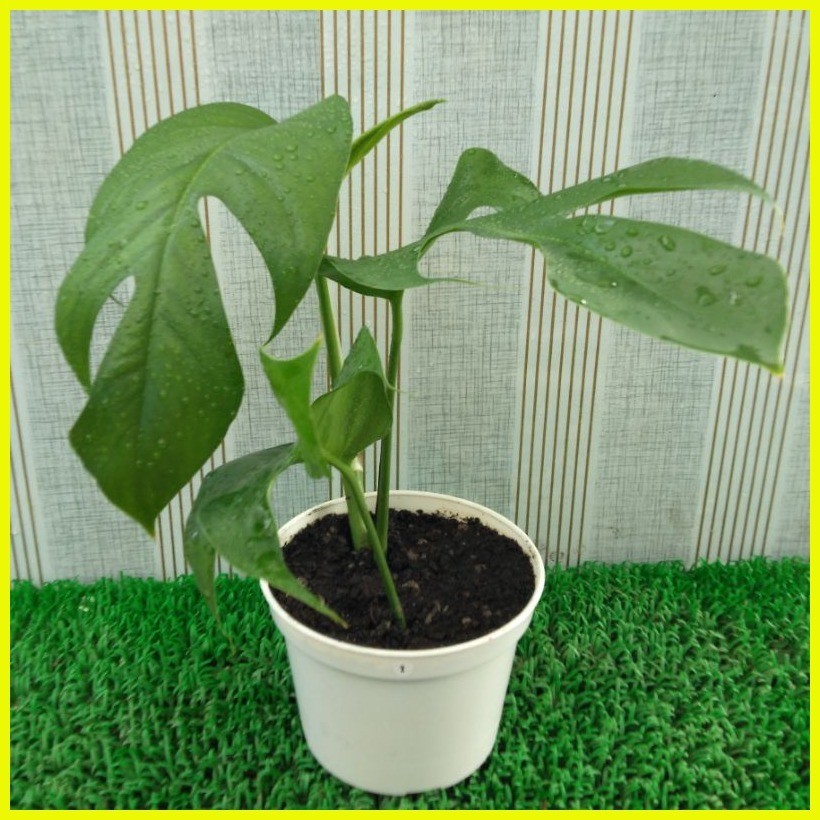 ۩ Monstera Indian Tribe is an Epipremnum Pinnatum ready for trailing. 3 ...