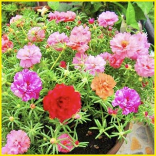 ☸ ♚ ☸ PORTULACA DAZZLE DOUBLES SEEDS | Shopee Philippines