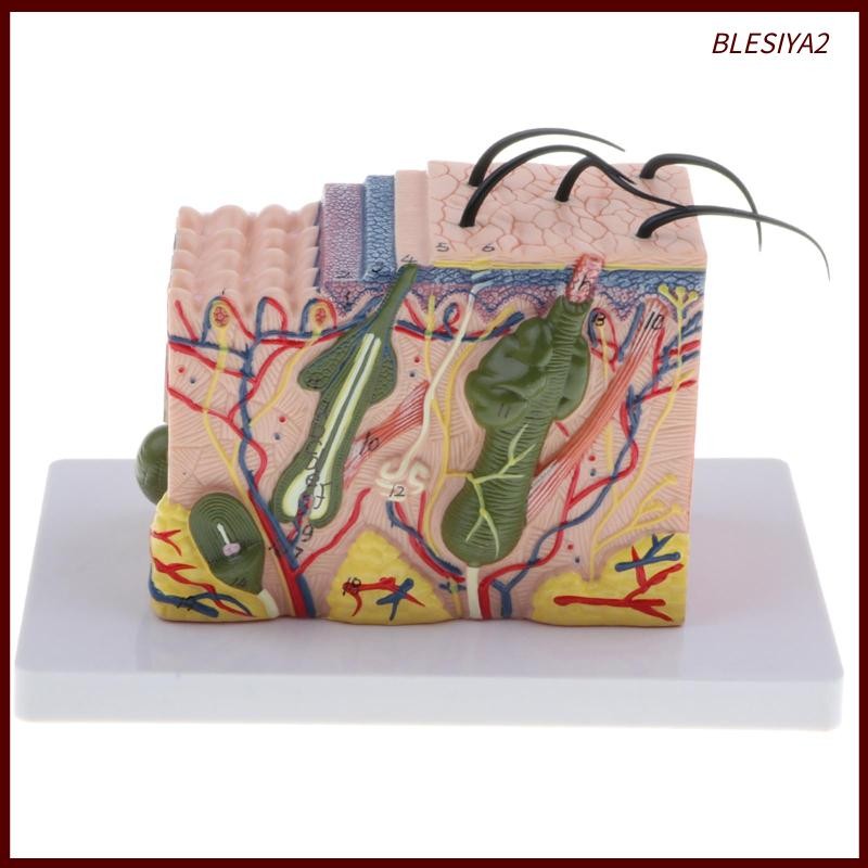 [Blesiya2] Magnify 35 Times Human Skin Texture Subcutaneous Tissue ...