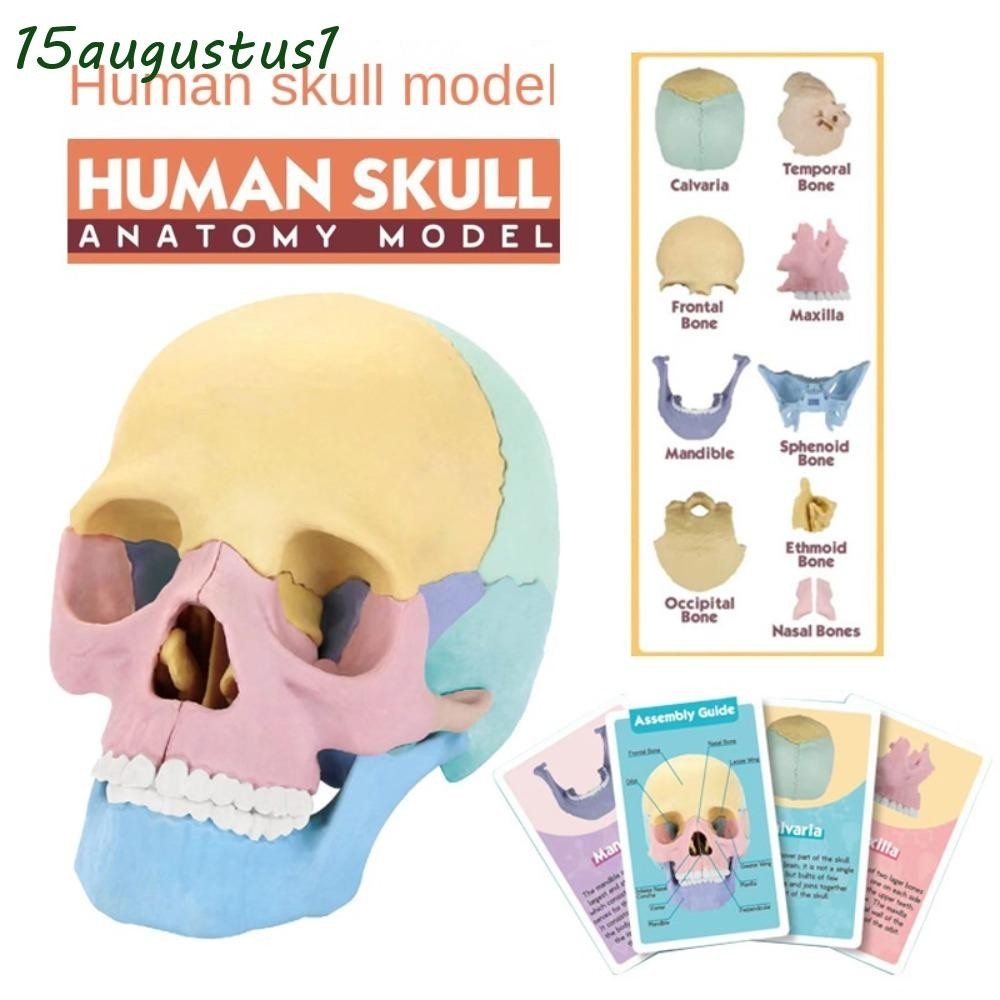 AUGUSTUS Skull Model, 1:2 4D Anatomy Skull Model, Clinic Teaching ...