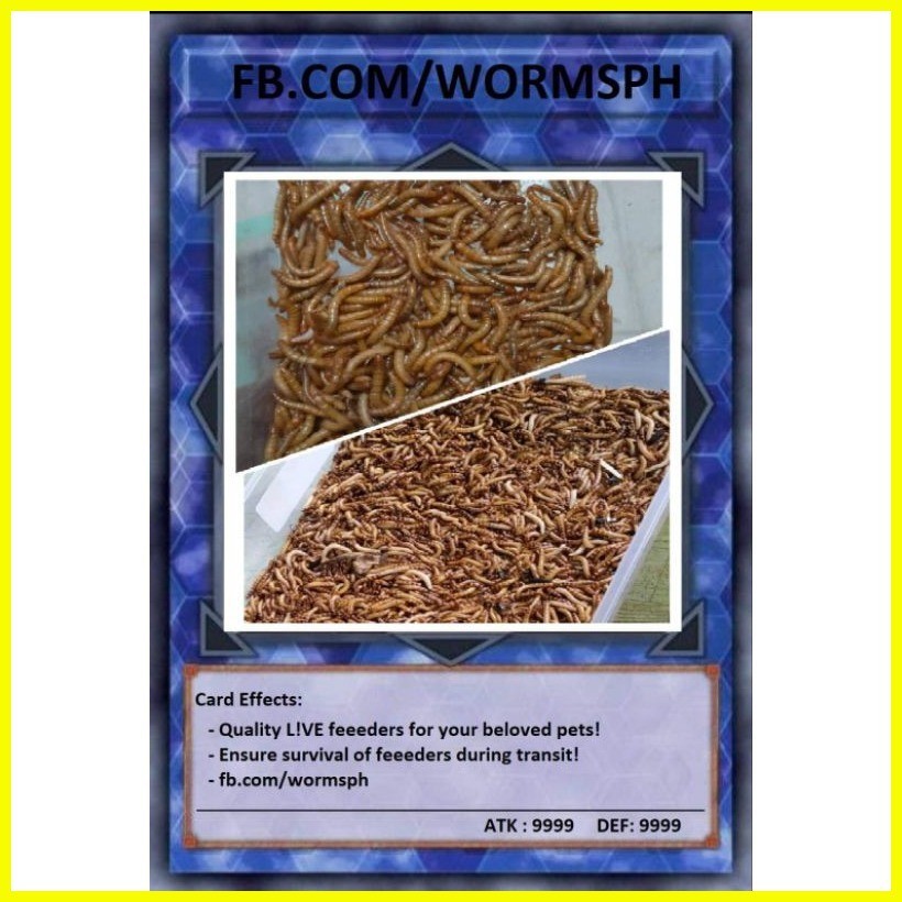 ☂ ☽ ∈ Bottom Feeders: Superworm Superworms and Mealworm Mealworms ...