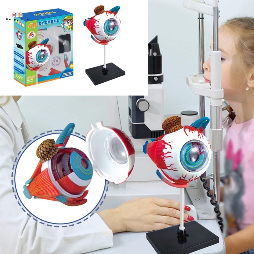 Human 4D Eyeball Model Toys Educational Realistic Human Eyeball ...