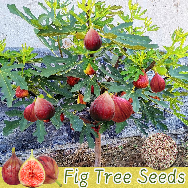 150pcs Bonsai Fig Tree Seeds for Planting Fruit Plants Tropical Ficus