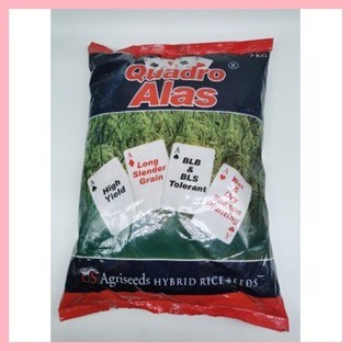 § QUADRO ALAS HYBRID RICE SEEDS 3 KILOGRAMS PACK by SEEDWORKS | Shopee ...