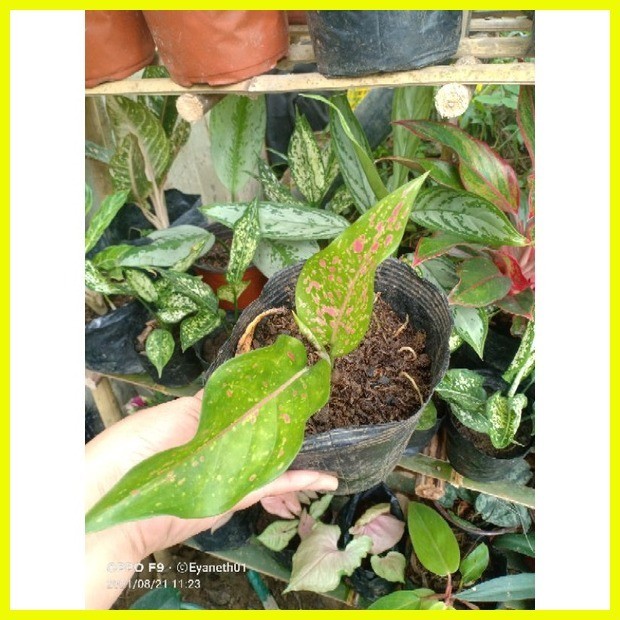 Aglaonema Varieties (Budget Price) Shopee Philippines