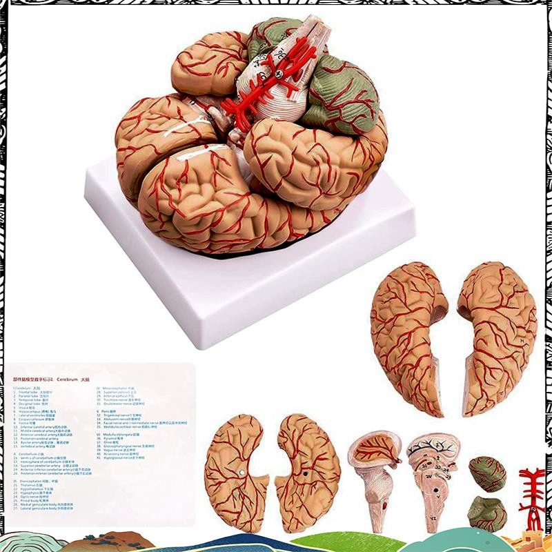 Human Brain,Life Size Human Brain Anatomy Model with Display Base, for ...