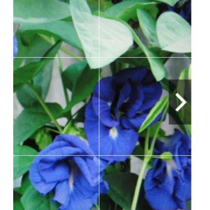 Blue Ternate Seeds (30 seeds) Butterfly Pea / Clitoria Ternatea seeds ...