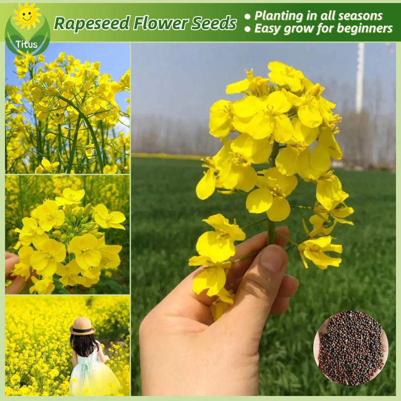 100 Legit Fresh Organic Canola Flower Seeds for Planting Gardening