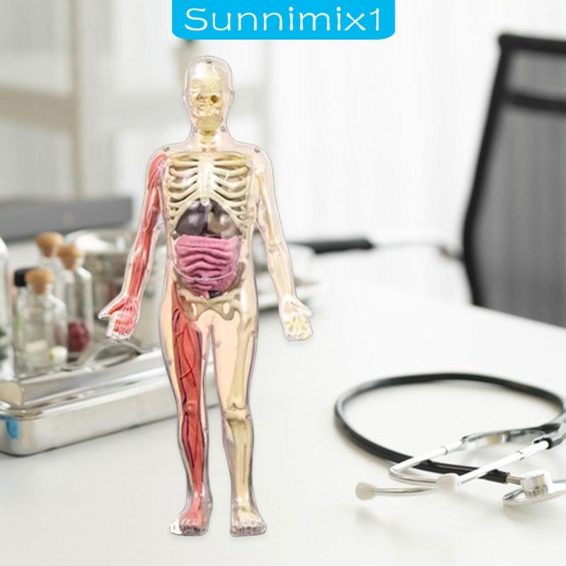 [Sunnimix1] Human Body Model Stem Toys Removable Parts Educational ...