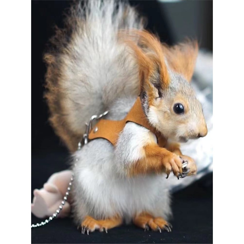 Groundhog Squirrel Rope Small Pet Anti-Bite Traction Rope Chest Strap ...