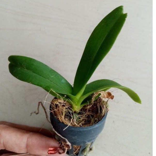 ♞THAILAND RHYNCOSTYLIS SEEDLING ORCHIDS (LIVE PLANT) | Shopee Philippines