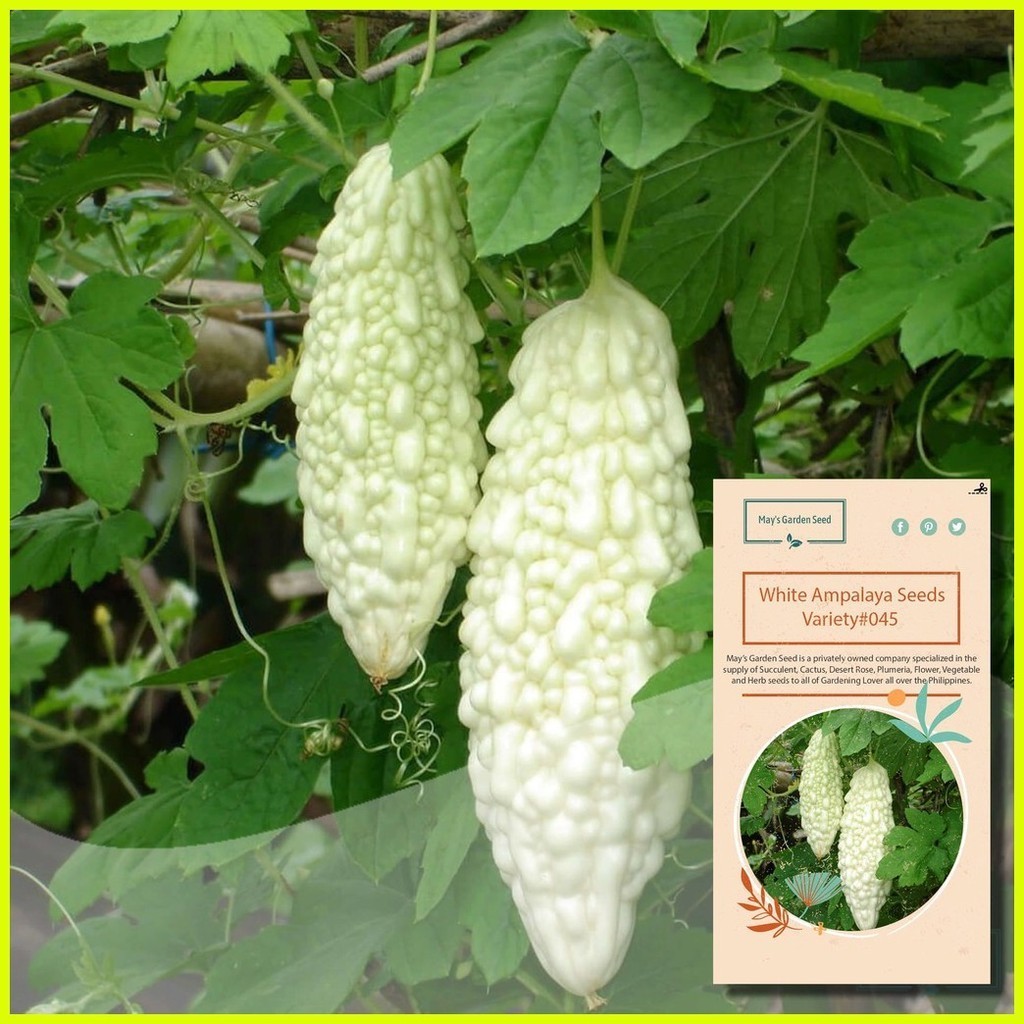 ♣ Ampalaya Seeds, White Bittergourd Seeds, Vegetable Seeds#045 | Shopee ...