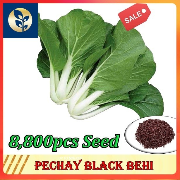 Pechay Seeds | Vegetable Seeds | Golden Agri Enterprise | Shopee ...