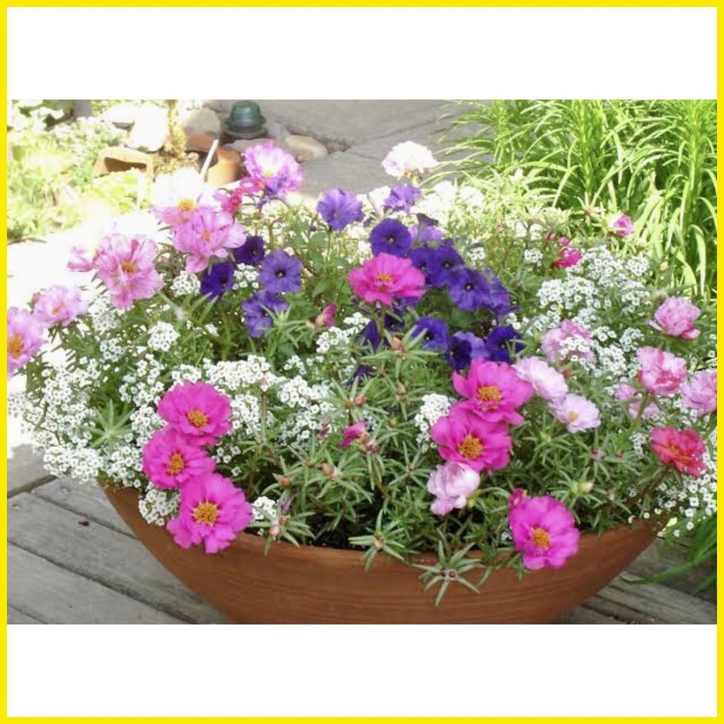 ☸ ♚ ☸ PORTULACA DAZZLE DOUBLES SEEDS | Shopee Philippines