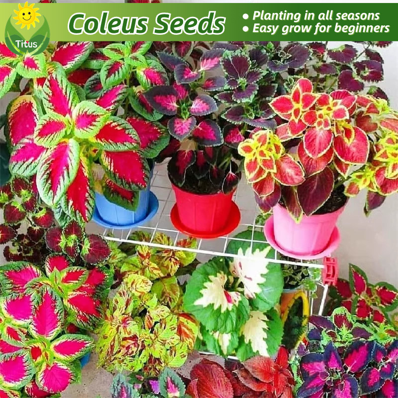 Fresh Coleus Seeds for Planting Gardening Mixed Color 70pcs/pack Rare ...