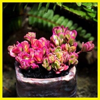 50 Seeds Bonsai Ornamental Flower Seeds Portulaca 'hana Misteria 