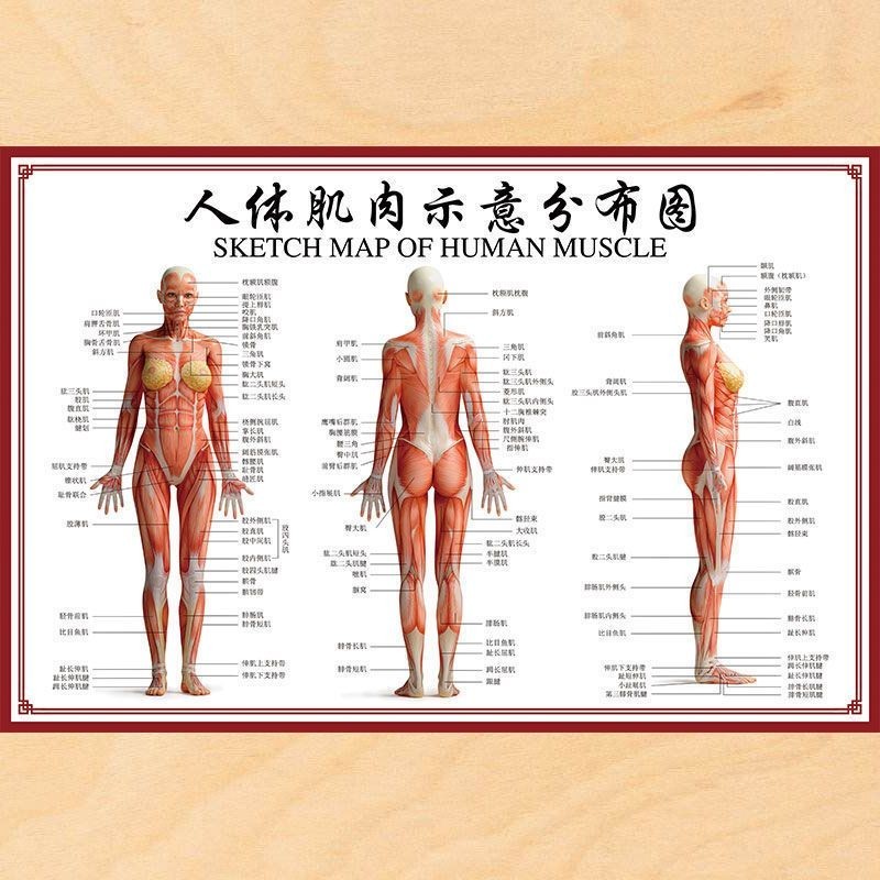 Human Body Skeleton Chart Wall Chart Organ Internal Organ Structure ...