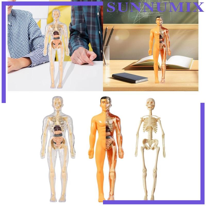 [Sunnimix] Learning Prop Human Body Model Science Kits Interactive ...