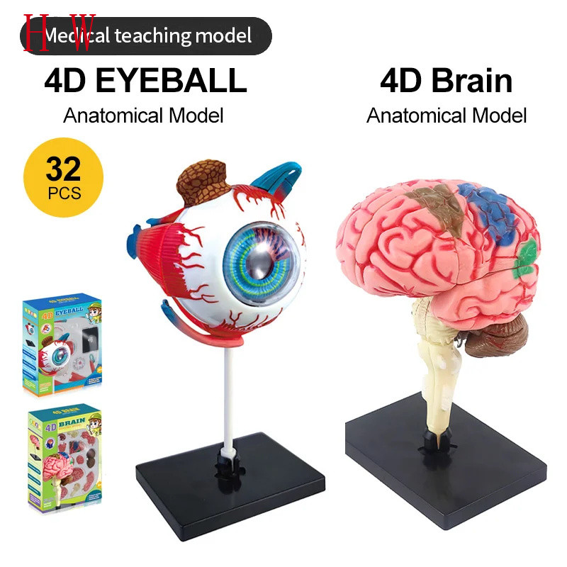 High-Quality 4D Human Brain Anatomy Model Assembly DIY For Medical ...