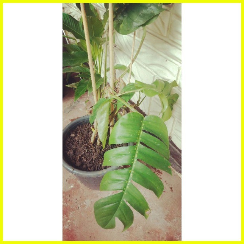 MONSTERA DRAGON TAIL with roots and leaves(Buy 1 take 1) | Shopee
