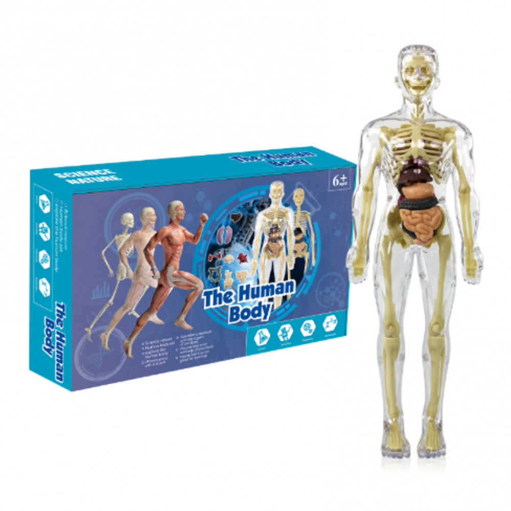 YL Human Body Model for Kids, Fully Transparent Body, 29 Piece Anatomy ...