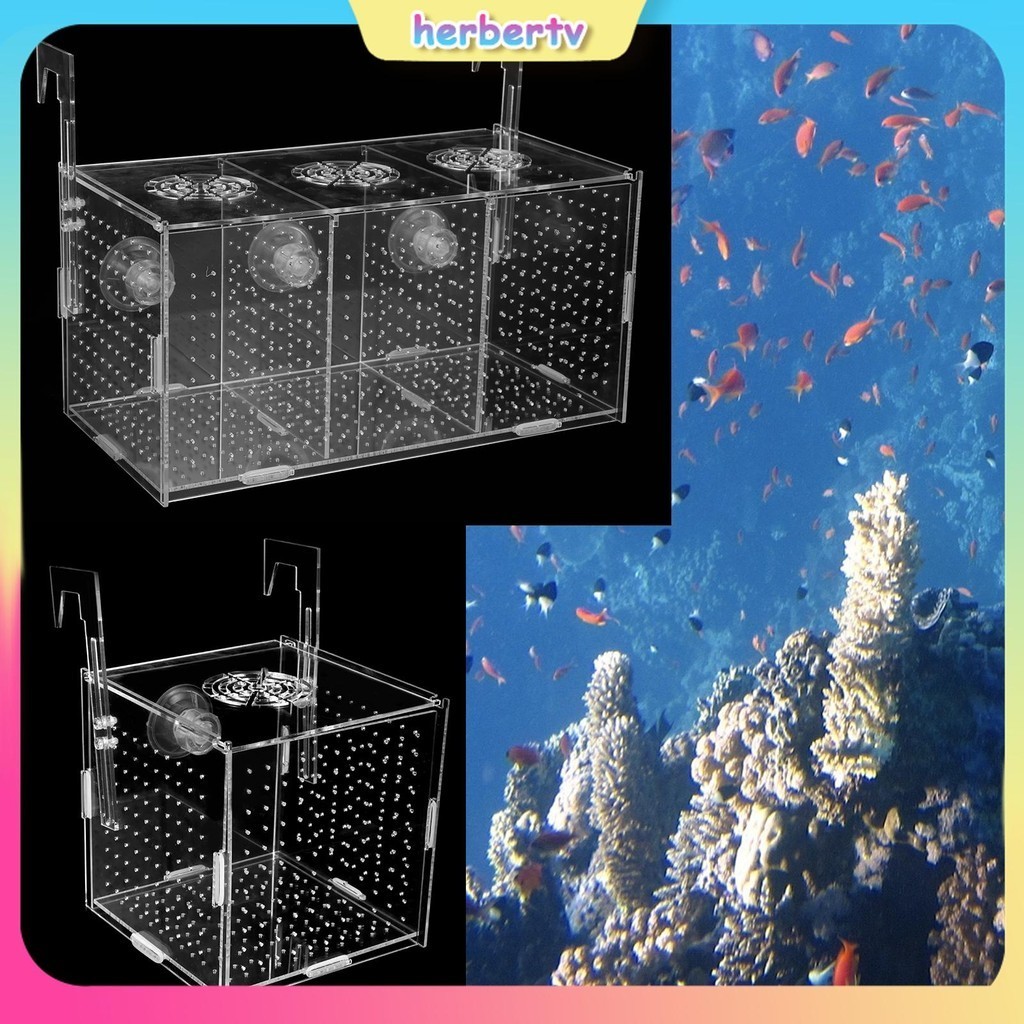 Fish Breeding Box Transparent Fish Isolation Box Acrylic Fish Isolation ...