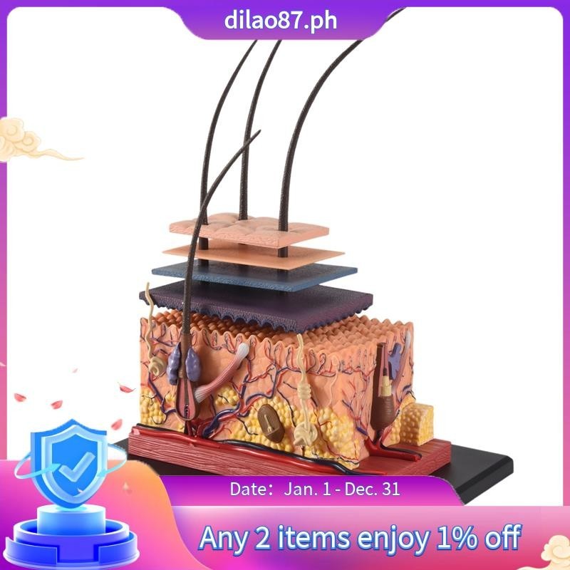 4D Anatomical Model of Human Knee Joint Organs  Medical Teaching Puzzle Assembling Toys  DIY Science Popularization