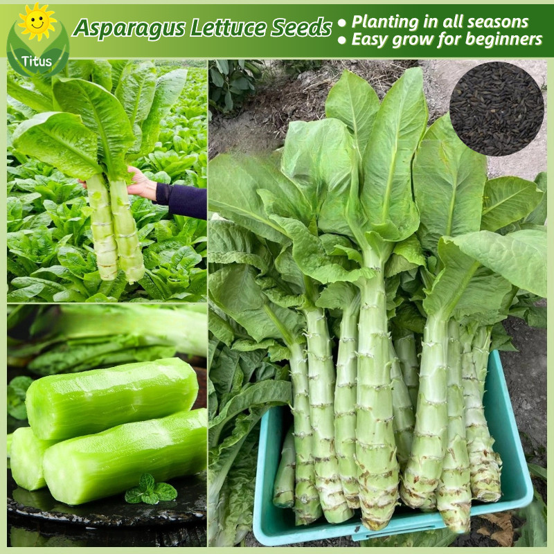 100% Legit Fresh Organic Asparagus Lettuce Seeds Vegetable Seeds for ...