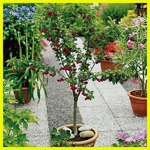 Cherry saplings, extralarge fruit grafted potted land, planted trees