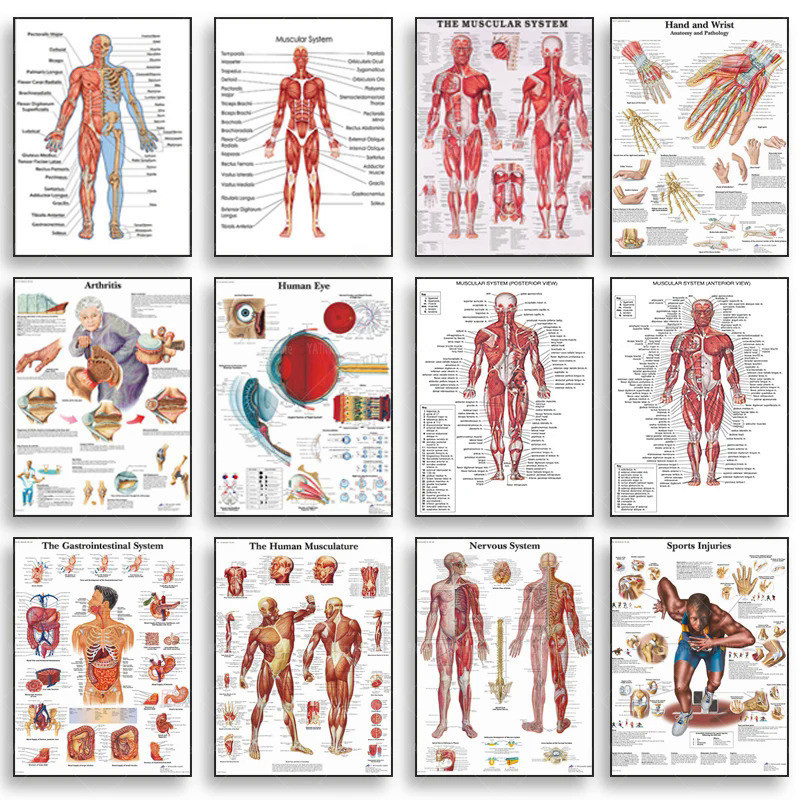 Human Anatomy Muscle System Poster Anatomy Diagram Human Medical Wall ...