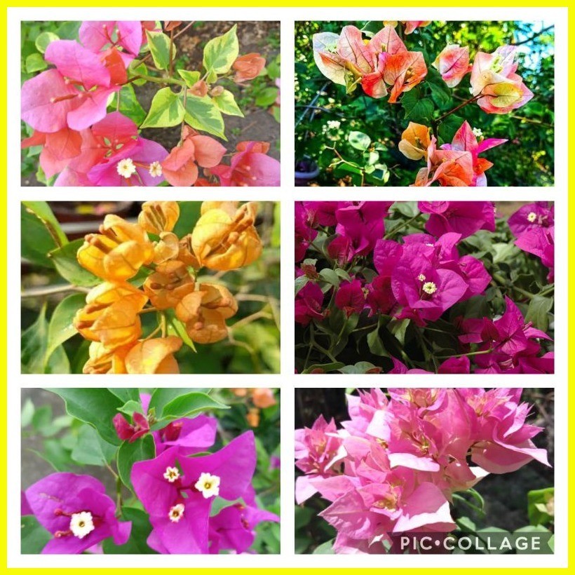 ☃ ☈ ۩ CHITRA MONDURING AND 5 MORE VARIETIES BOUGAINVILLEA CUTTINGS ...