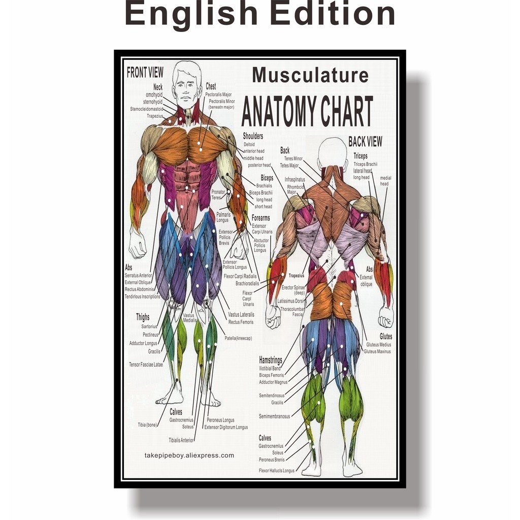 Muscle System Anatomy Poster Chart Human Body Education | Shopee ...
